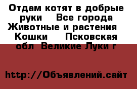 Отдам котят в добрые руки. - Все города Животные и растения » Кошки   . Псковская обл.,Великие Луки г.